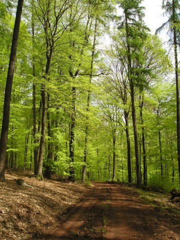 Fruehling (4) Meulenwald Foto Malburg